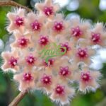 IMG_20231210_205748