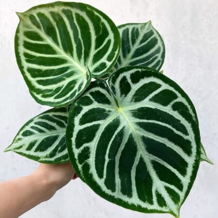 Anthurium