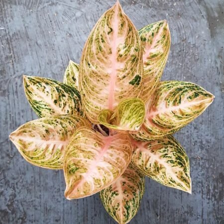 Aglaonema