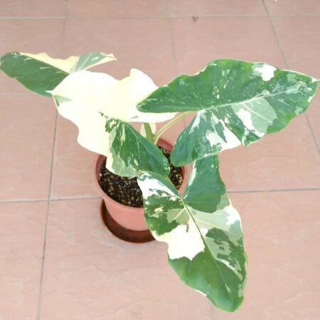 Alocasia