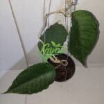 IMG20240228042930