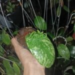 IMG_20240226_061809
