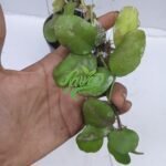 IMG_20240403_032231