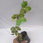 IMG_20240403_032231
