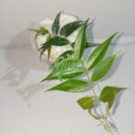IMG_20240425_231755