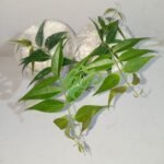IMG_20240425_231755