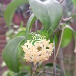 IMG_20240910_150037