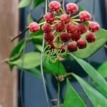 IMG_20250218_191430