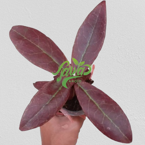 2025/08/1000145578.png