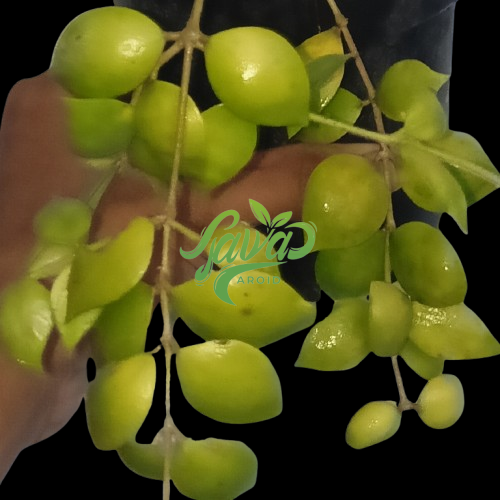 2025/08/1000146541.png