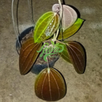 2025/08/1000150534.png